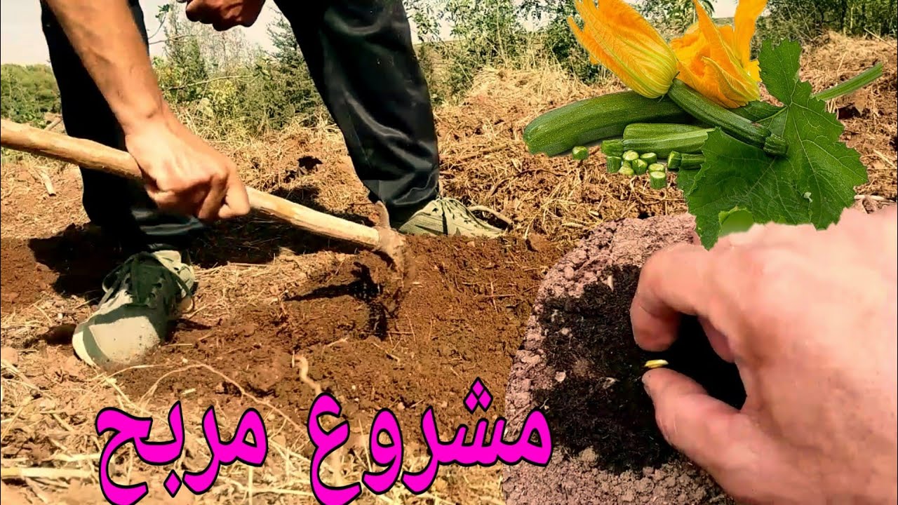 طريقة زراعة القرعة (courgette)ونوع البذور الممتازة part 1