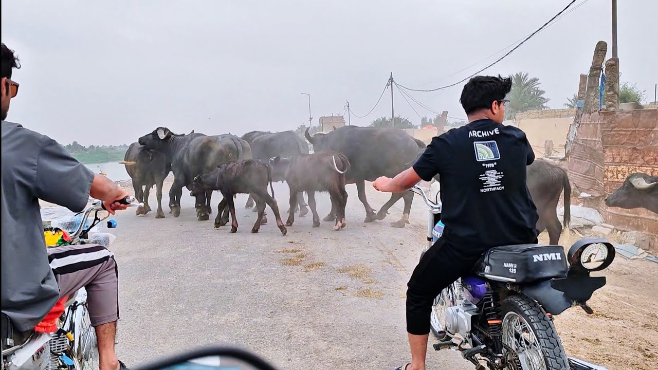 جولة سريعة في ريف الحلة 🌾🐃 مشاهد من النهر والجاموس والنخيل