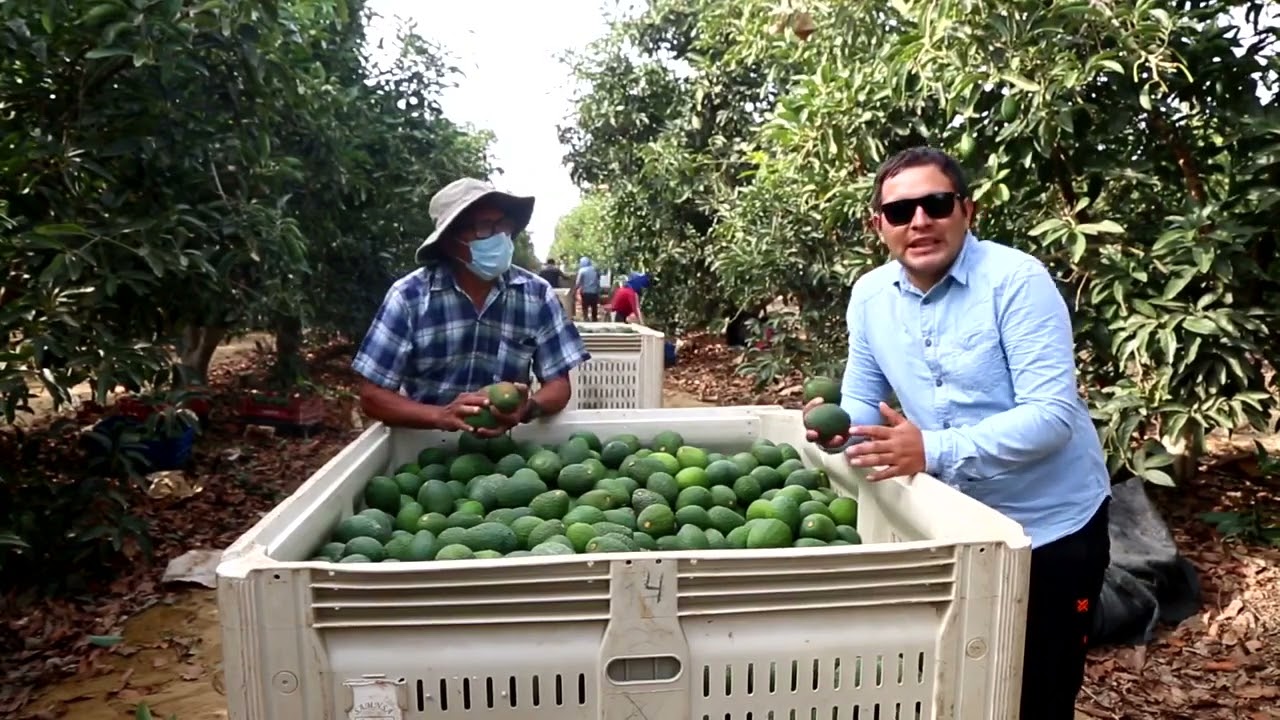 Proceso de cosecha y post cosecha de palta | aguacate hass