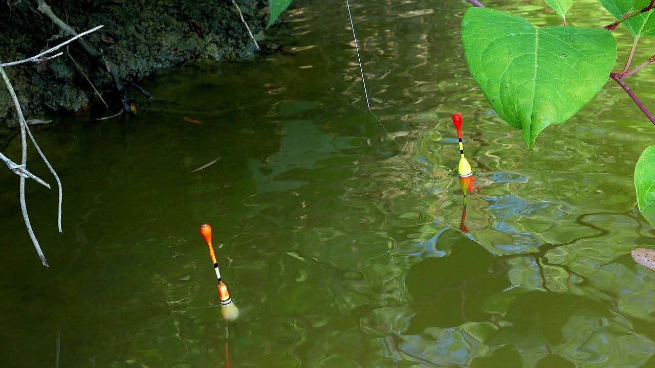 Pescuit la Plută cu Mămăligă și Porumb 🌽 - Torpilă TEN 🤯 Ciortani si Carași 🎣 #fishing 