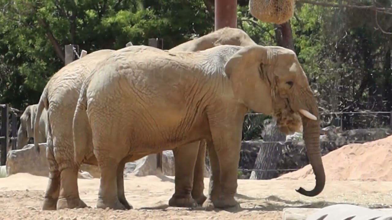 Barcelona Zoo 🇪🇸 🐘 🐒 🐻 🦒 FULL TOUR 🦓 🦍🦏🐫🦚🦜🦦