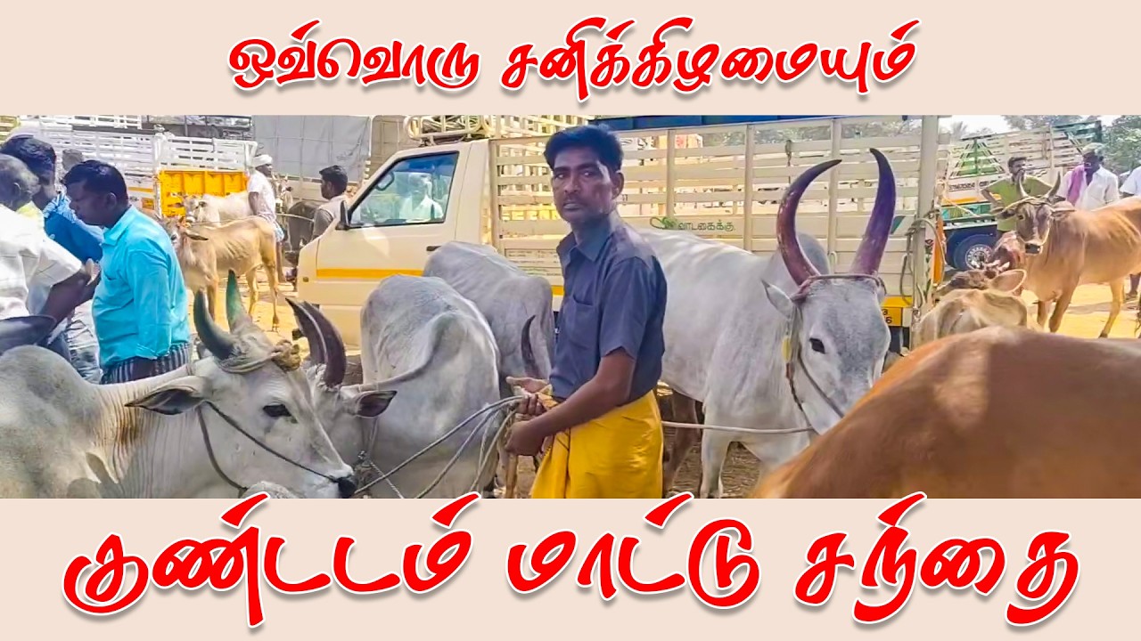 குண்டடம் மாட்டு சந்தை இந்த வார சந்தை நிலவரம் 14-02-2025
