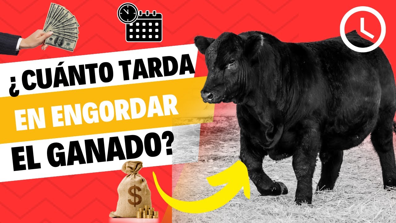 ¿CUÁNTO TIEMPO TARDA EN ENGORDAR EL GANADO DE FORMA RENTABLE?