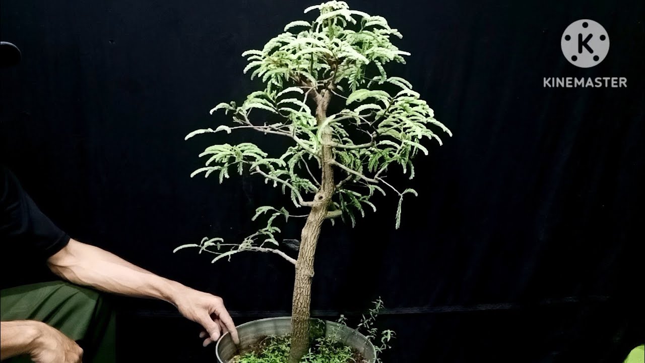 Cara Perawatan Bonsai Asem Jawa Gaya Chokkan🔥