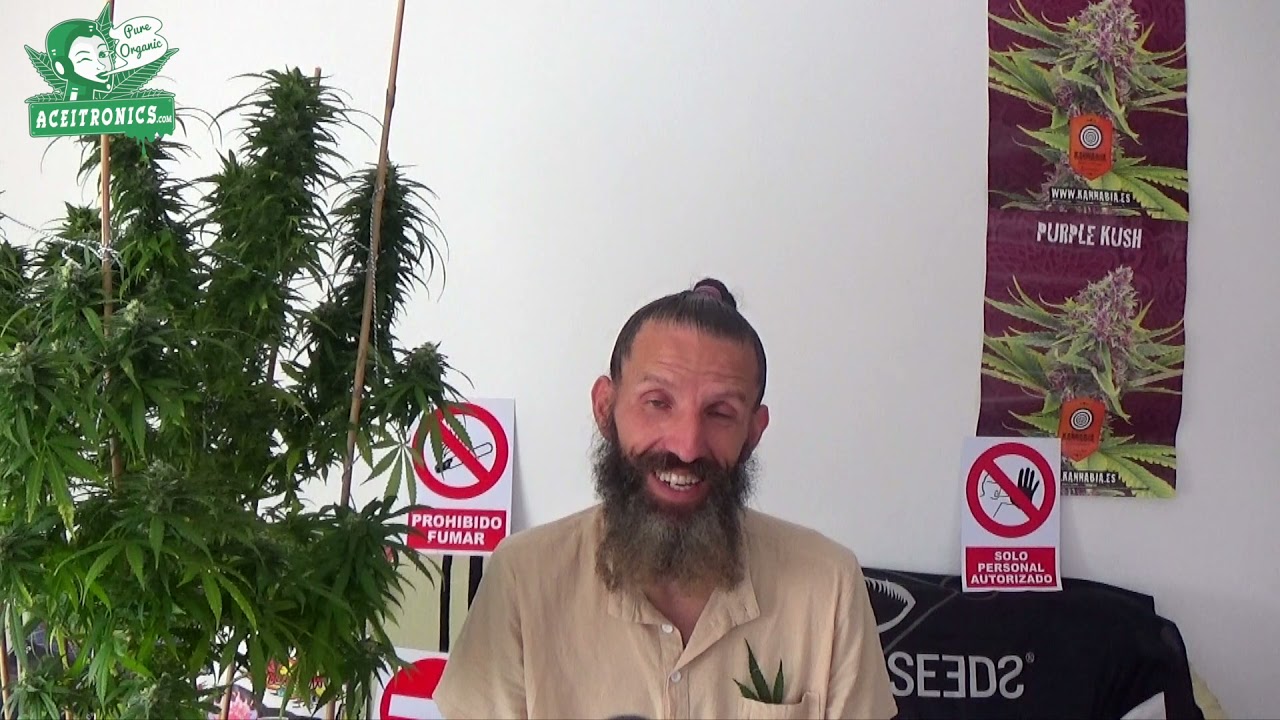 ChemDog Gorilla de la Expert Seeds Bank