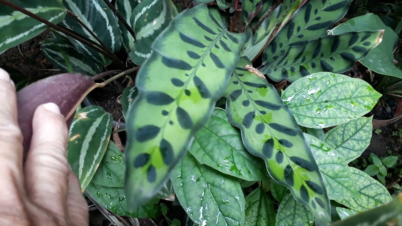 Olhem como estão lindas minhas marantas