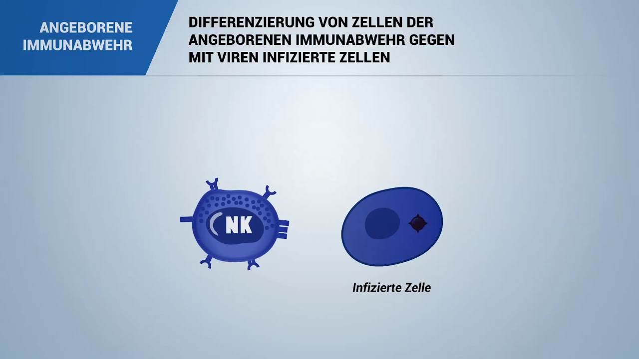 DIFFERENZIERUNG VON ZELLEN DER ANGEBORENEN IMMUNABWEHR gegen mit VIREN infizierte Zellen