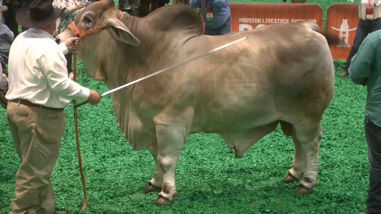 GRAN CAMPEON DE LA RAZA BRAHMAN GRIS; HOUSTON 2020.