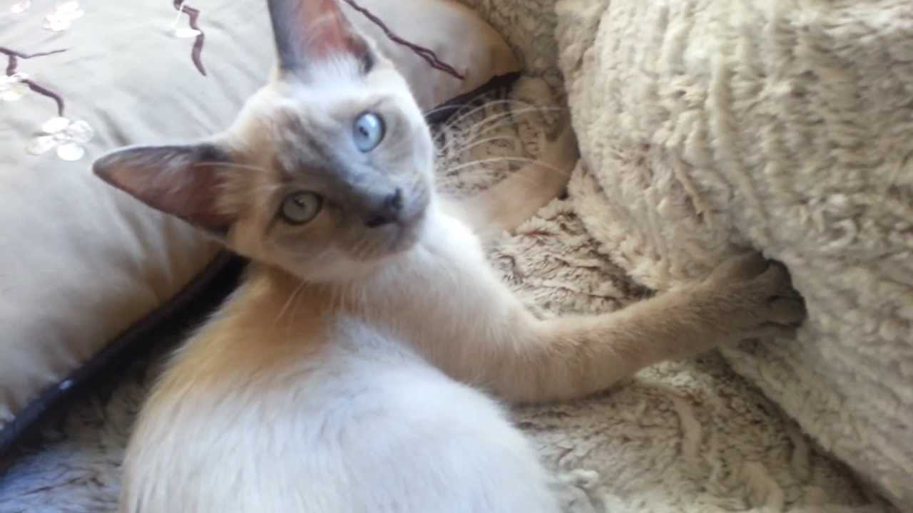Jazzy the blue point Siamese kitten