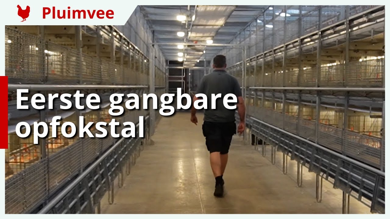 Eerste gangbare opfokstal met wintergarten voor legpluimvee