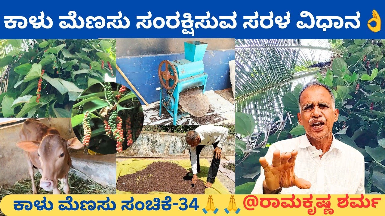 ಸಾವಯವ ವಿಧಾನದಲ್ಲಿ ಕಾಳುಮೆಣಸು ಕೃಷಿ‼️ಗೊಬ್ಬರಕ್ಕಾಗಿ ಮಲೆನಾಡು ಗಿಡ್ಡ ಹಸು ಸಾಕುತ್ತಿರುವ⁉️ ರಾಮಕೃಷ್ಣ ಶರ್ಮಾ ಬಂಟಕಲ್