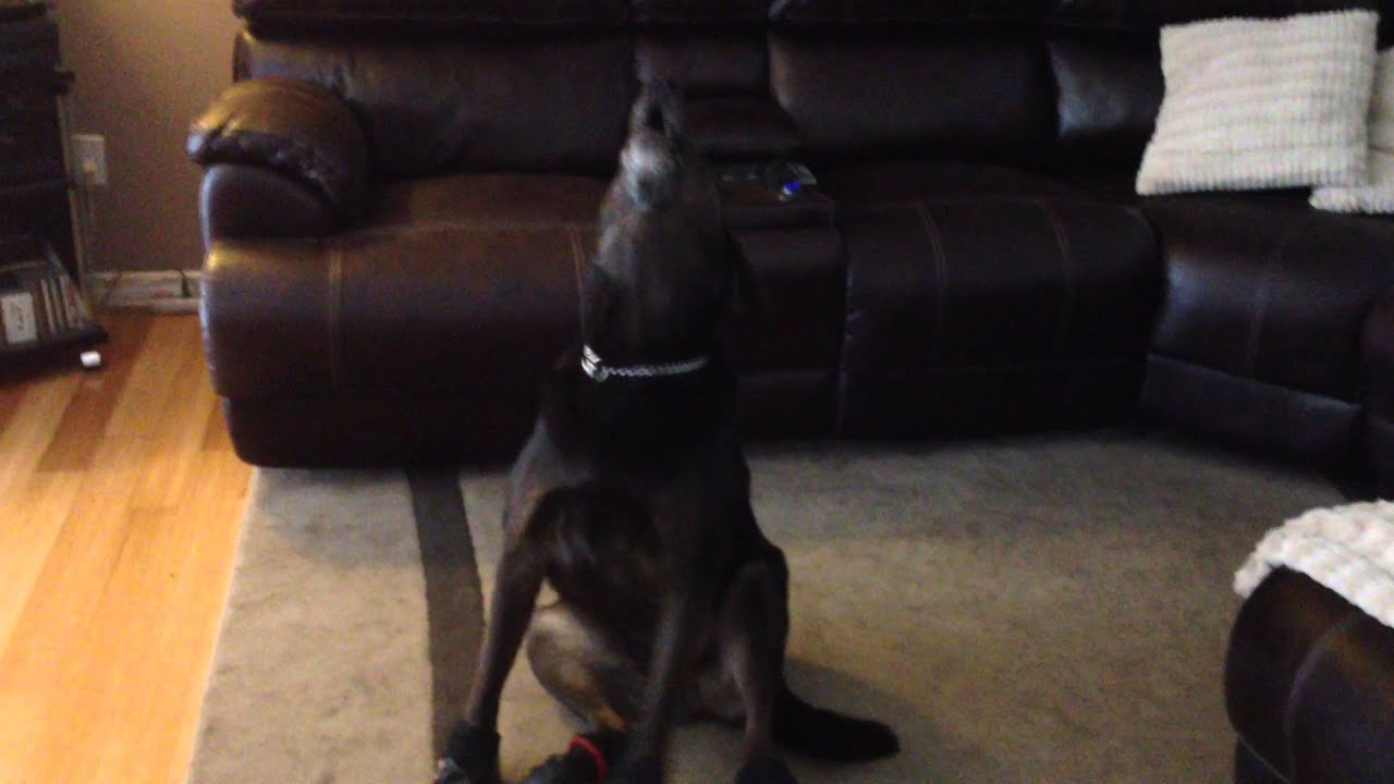 Maverick Singing along to Lindsey Stirling's River Flows in you
