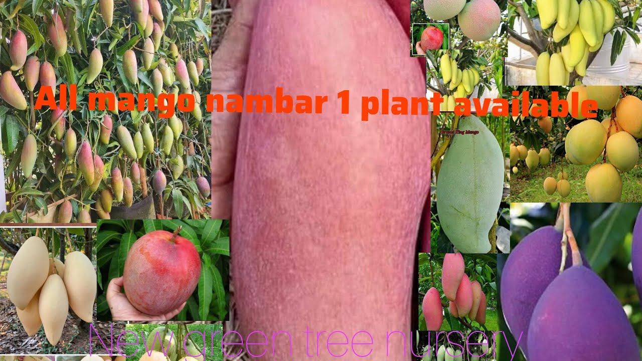 All mango plant available all furit plant available all india online home delivery available plant 