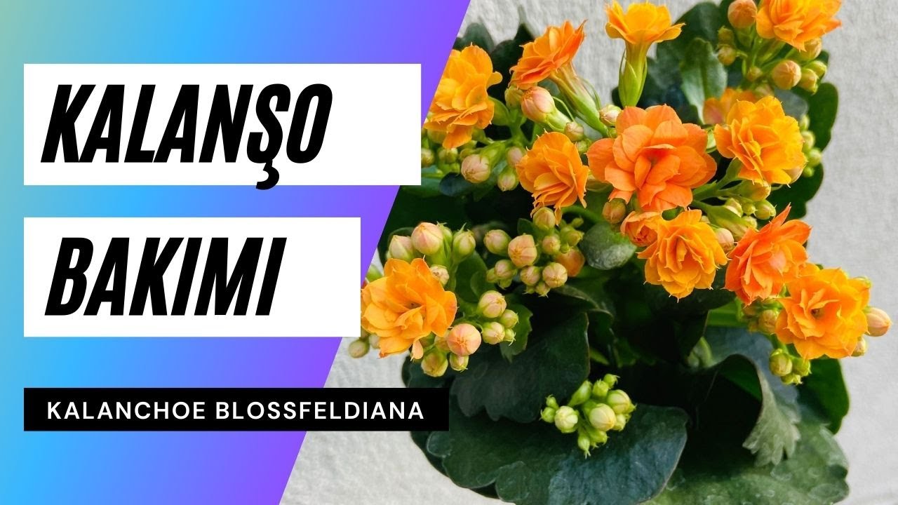 Kalanşo Çiçeği Bakımı ve Çiçek Açtırma Yöntemi 🍃