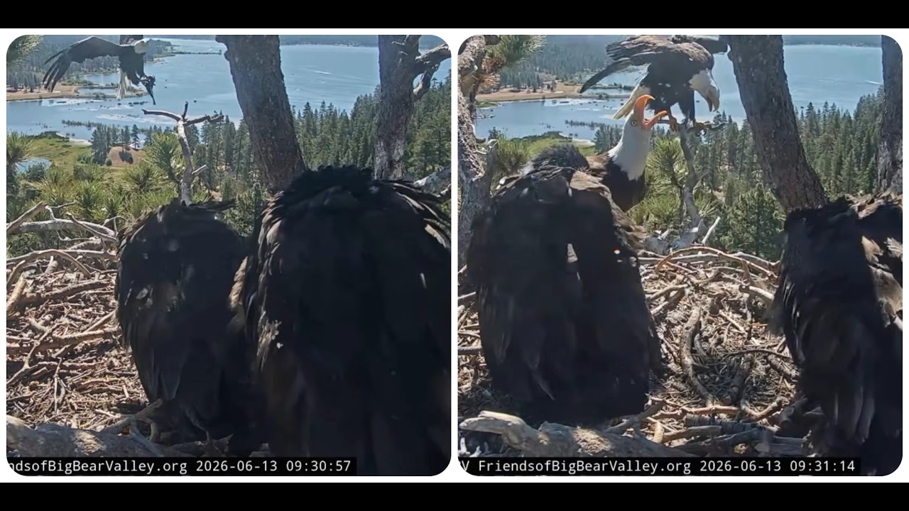Breakfast at Jackie and Shadow's nest 13.06.2026 @FOBBVCAM