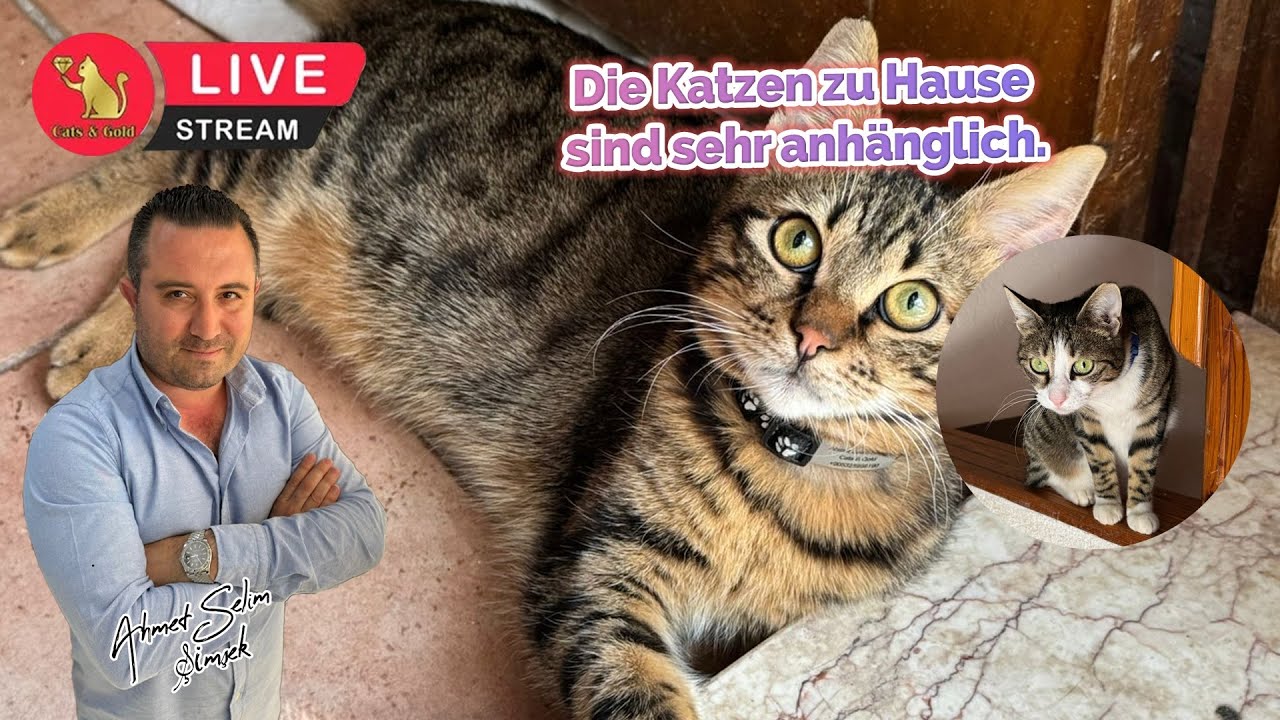 Die Katzen zu Hause sind sehr anhänglich