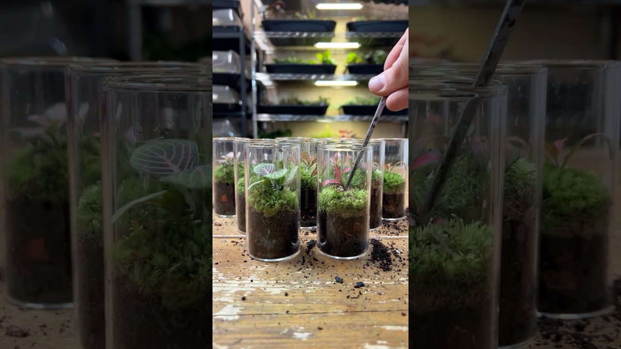 Making some Mini Fittonia Terrariums