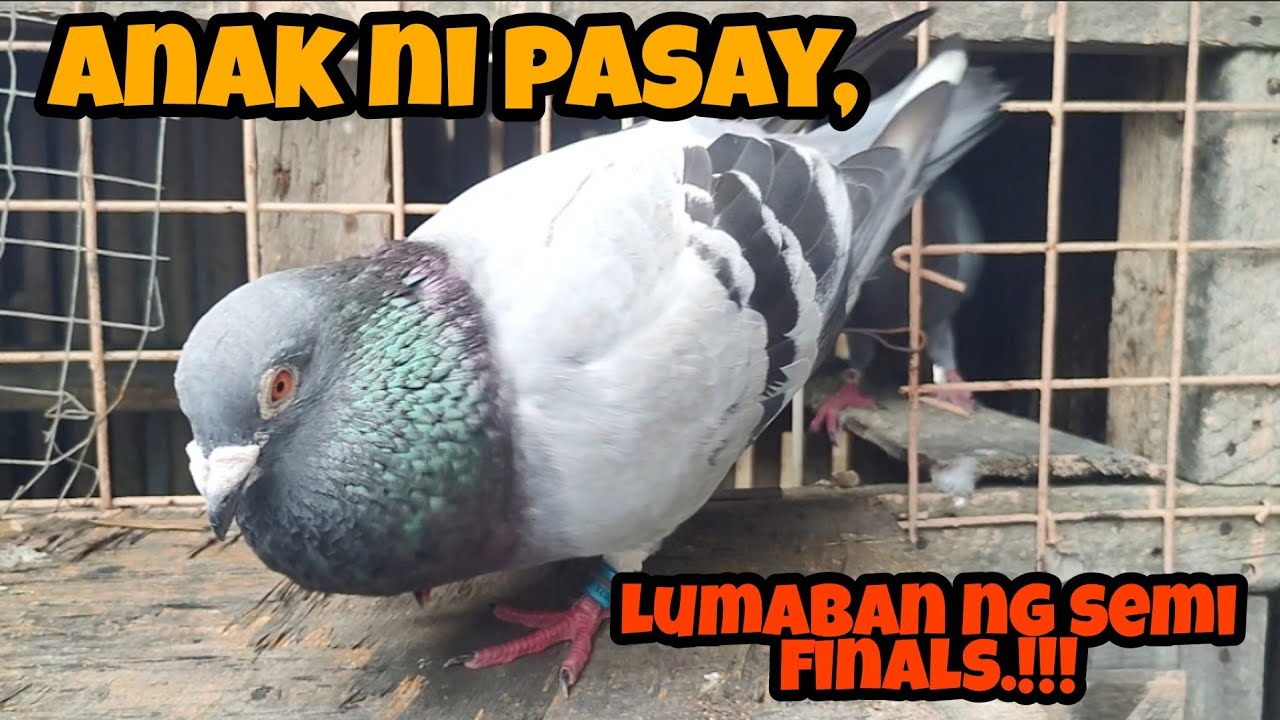SEMI FINALS, ANAK NI PASAY NAPALABAN | FACOMA VS VALDEZ KARERA NG KALAPATI