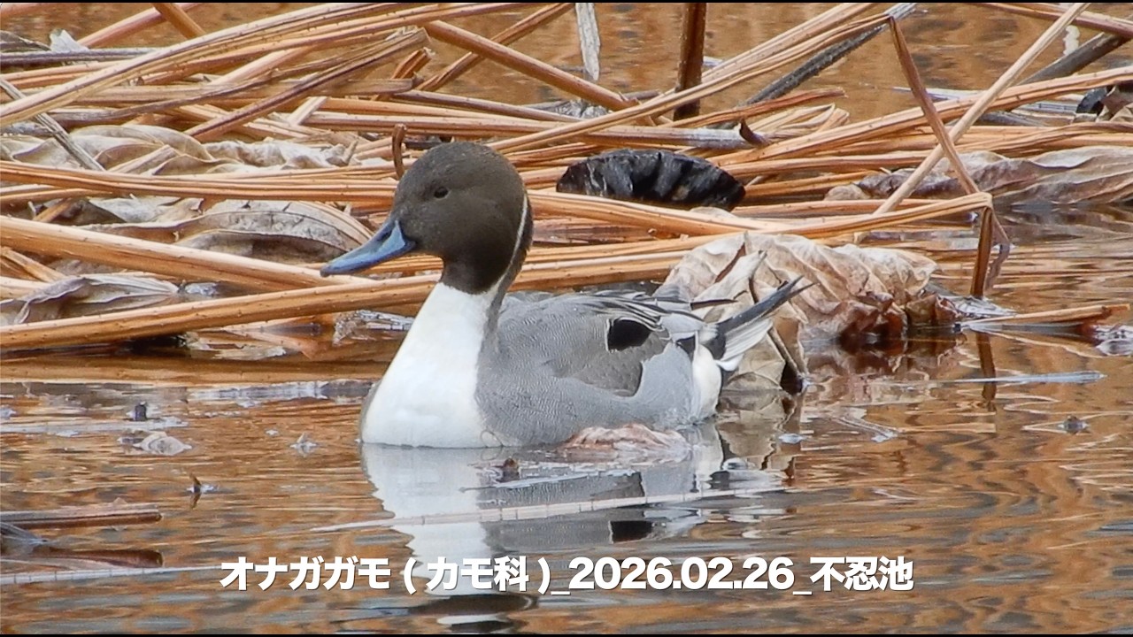 オナガガモ/Anas acuta 17B_260226_不忍池(キャプション修正版）