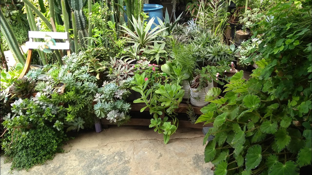 Plantas que quase não são mostradas e quase não vejo em vídeos #Desafio...