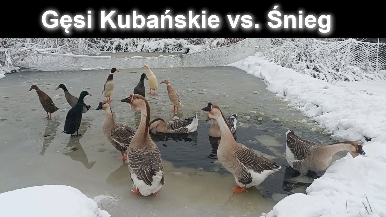 Gęsi Kubańskie vs. Pierwszy Śnieg! 🦢❄️ Reakcja bezcenna!