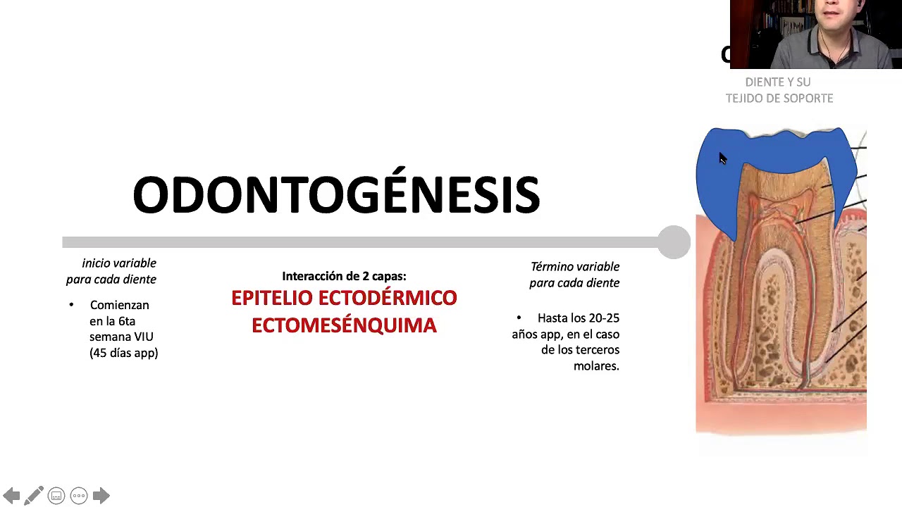 Odontogénesis, 1ra parte.