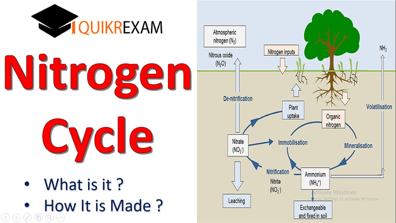 Nitrogen Cycle Explained | Ecology | UPSC | Hindi | Nitrogen Cycle Steps Explained