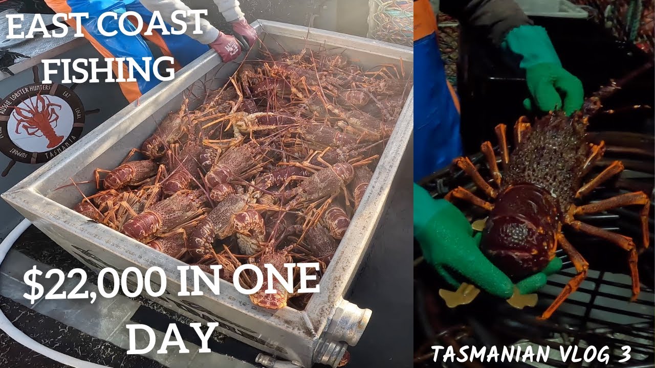$22,000 of Lobster for the day. (300+)   East coast fishing. vlog 3.