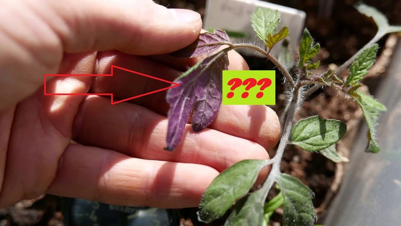 De ce frunzele/ tulpinile răsadurilor de roșii se colorează în violet/ mov. 🌱🌱🌱