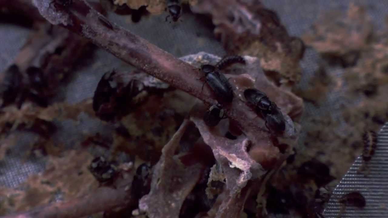 Chicago Adventure, Part One: Beetles 'n Bats