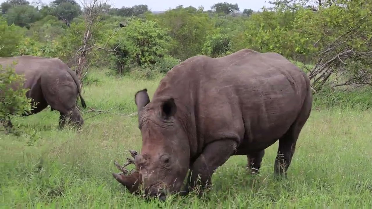Rhinos, what an honour. 