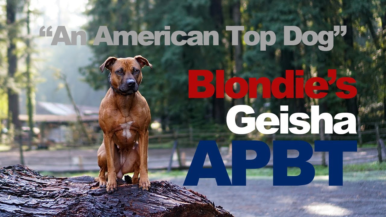 Featured Spotlight Blondie's Geisha 