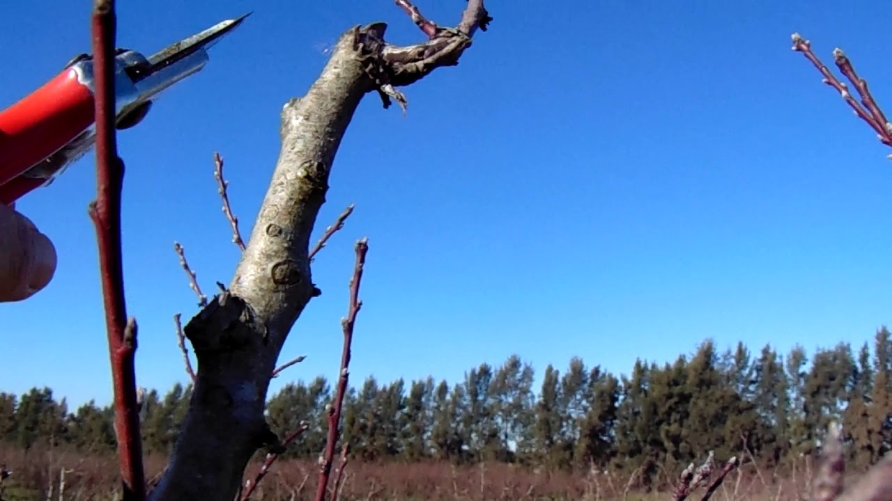 PODA DE PESSEGUEIRO 2019 