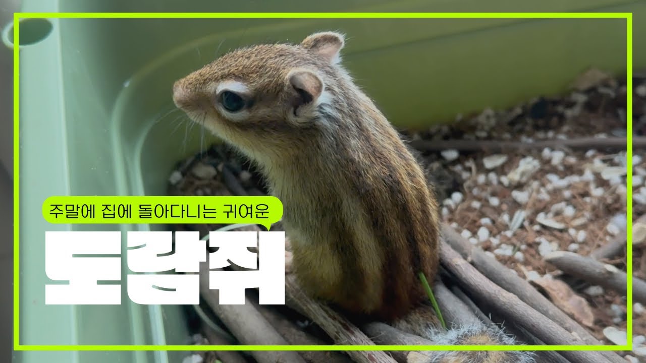 다람쥐와 심심한 주말