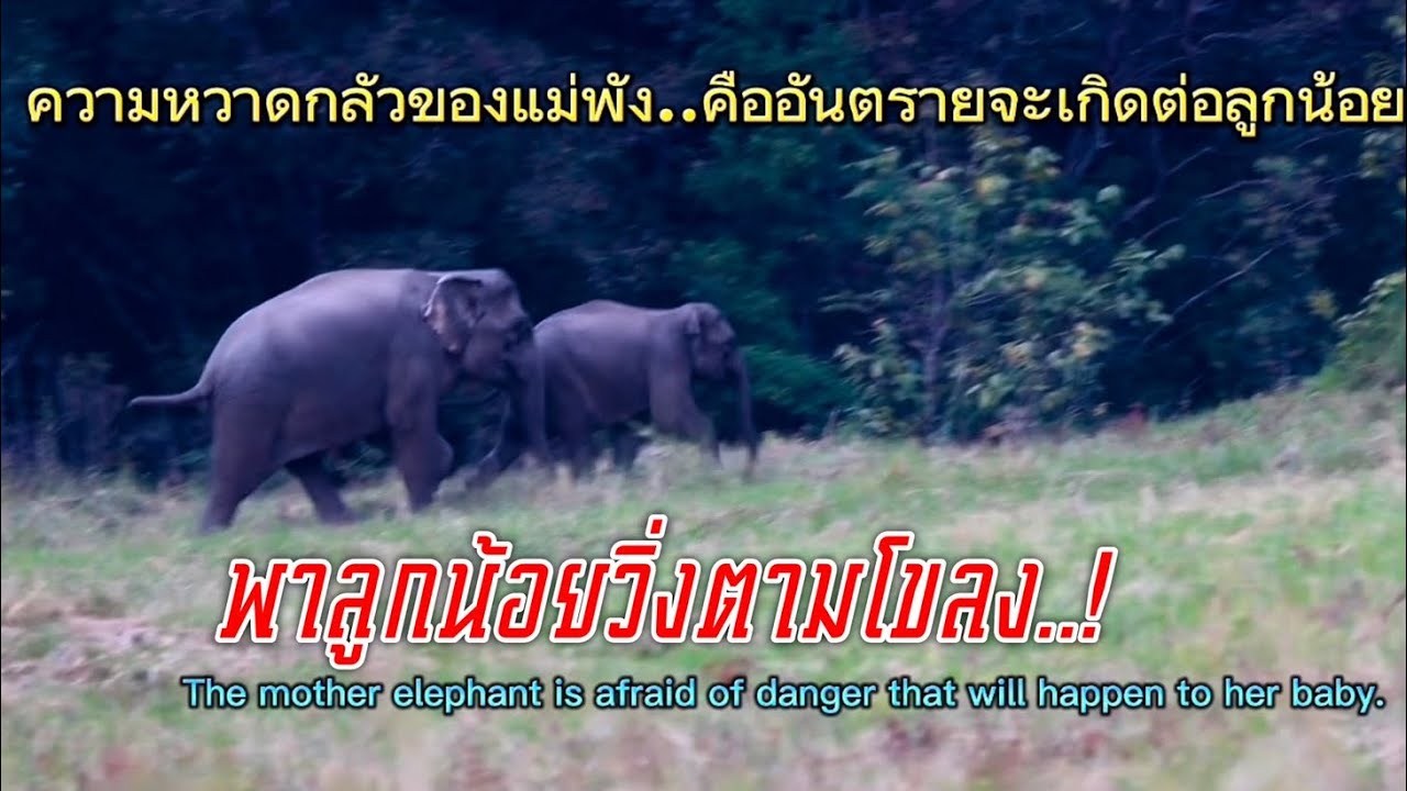Ep27.แม่พังพาลูกน้อยวิ่งตามโขลง #เขาใหญ่ #nature #ช้างป่า #elephant #new