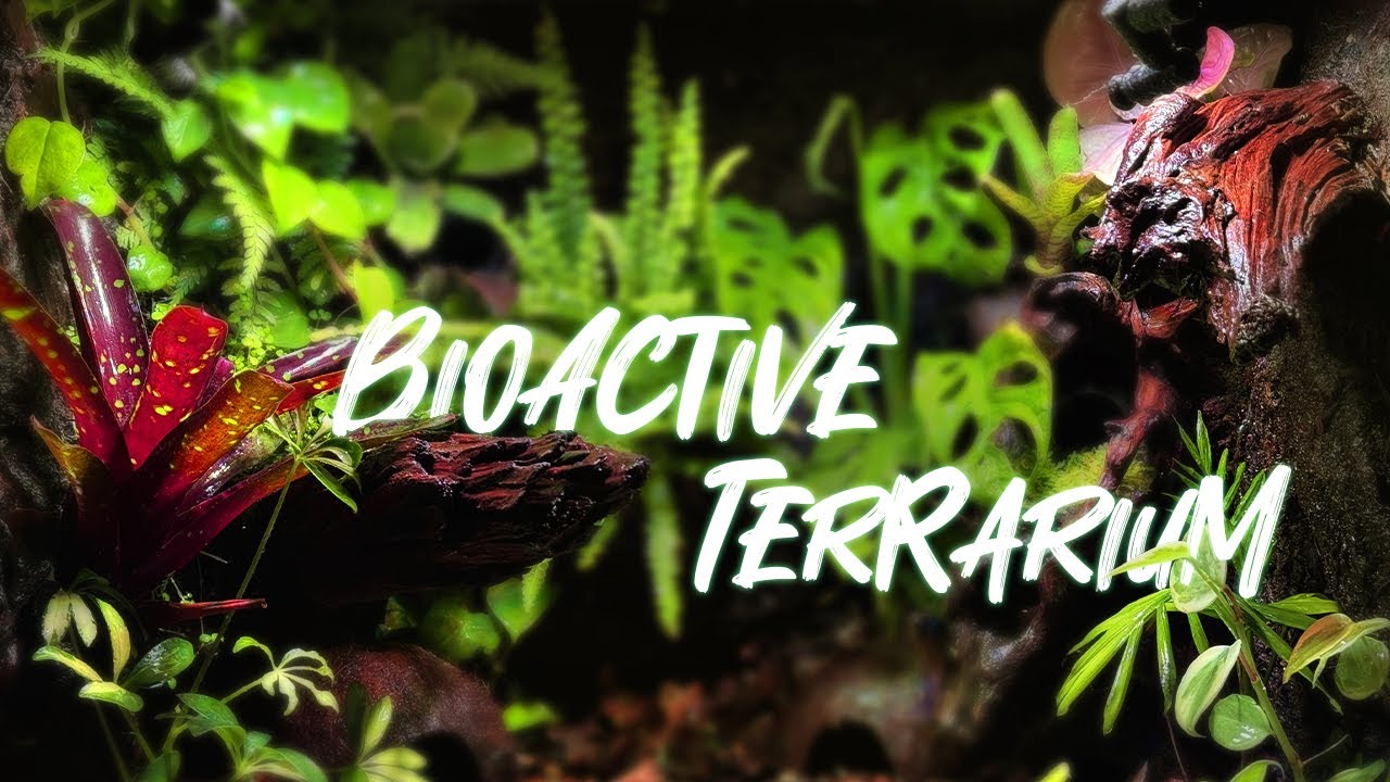 BIOACTIVE TERRARIUM (Complete building)