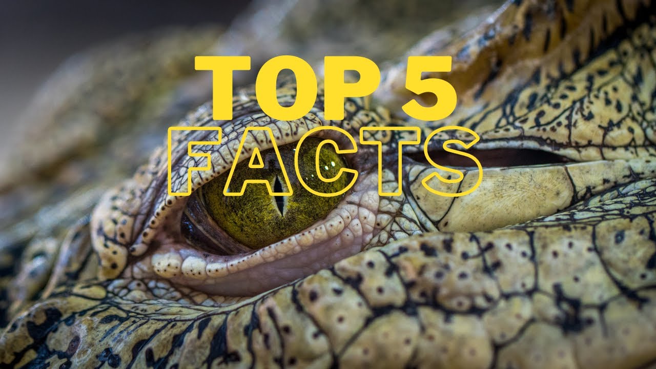 Facts About Predator Animals: 5 Interesting Facts