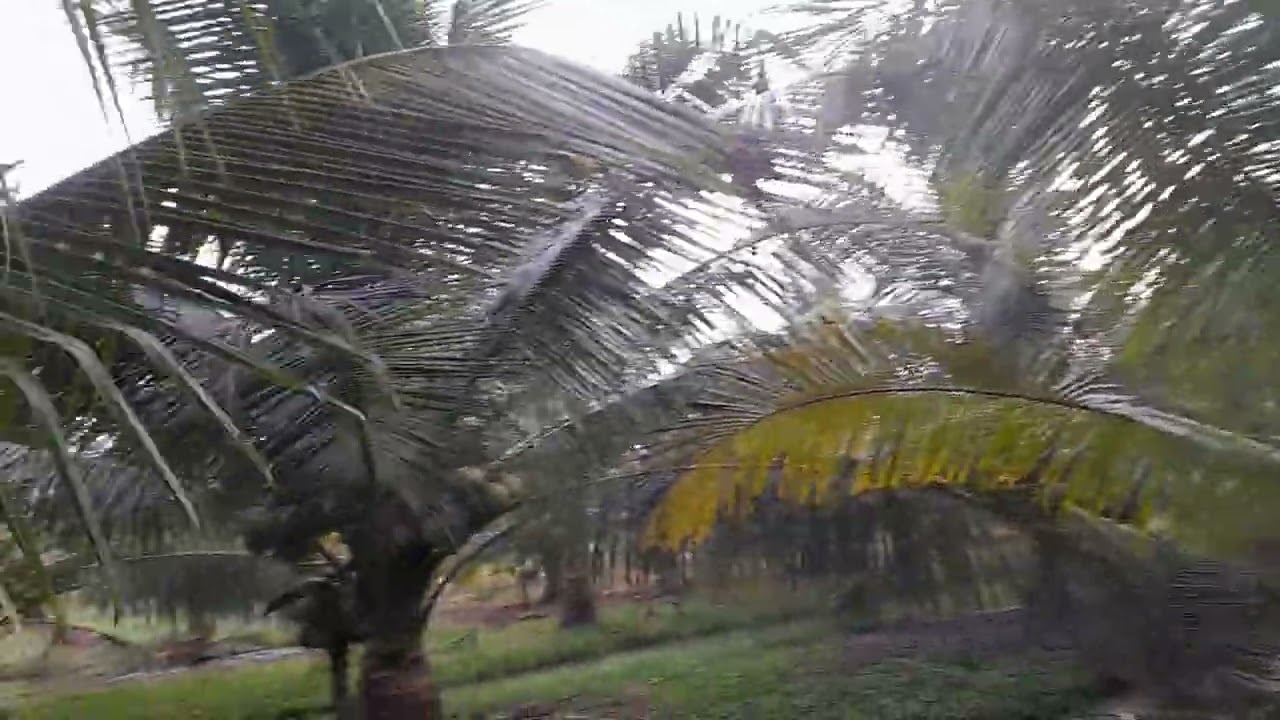 Vườn dừa ta kính Chào anh chị em đã xem video vườn dừa của em 