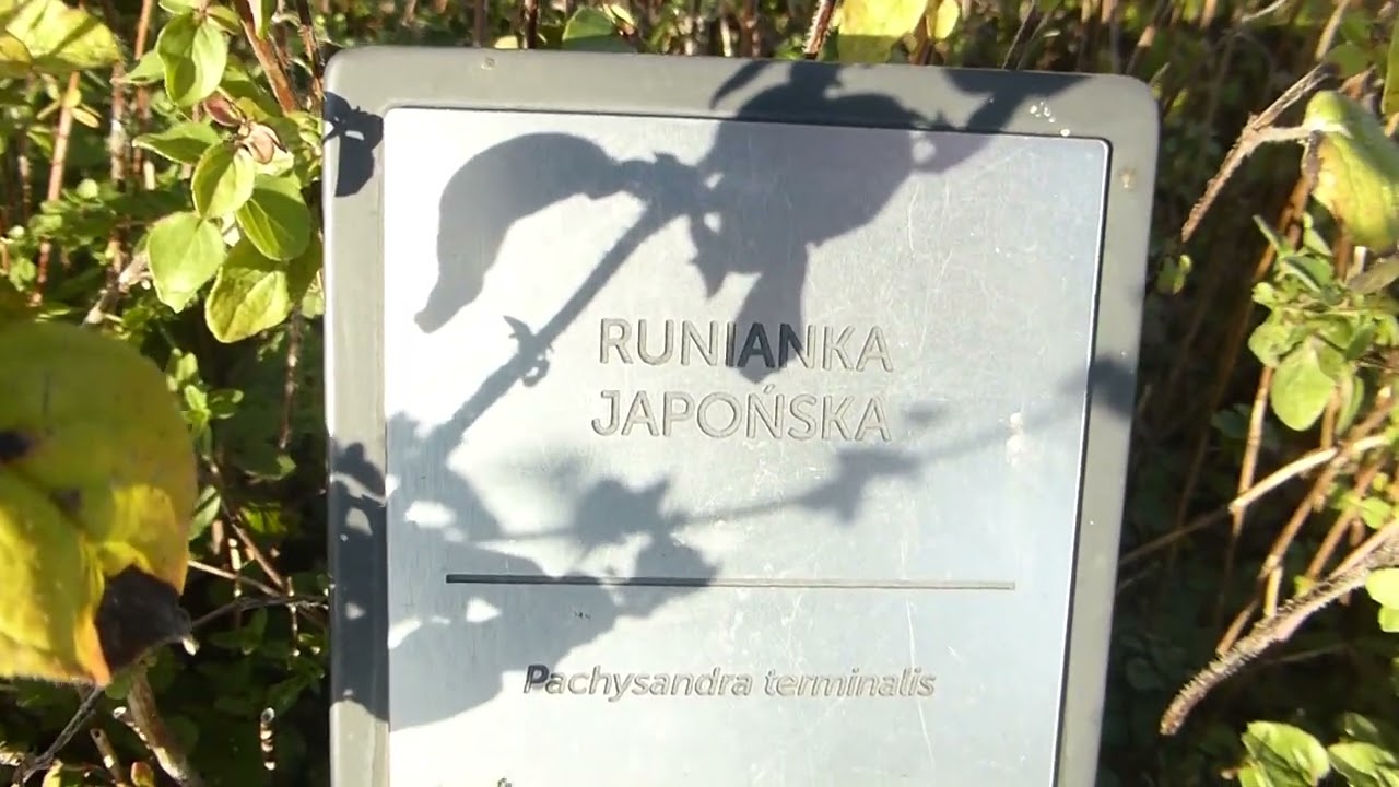 Ogród na dachu nad Centrum Nauki Kopernik w Warszawie