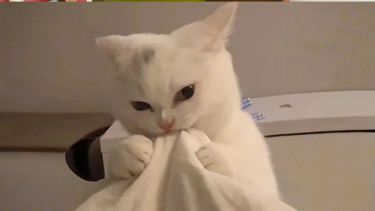 Когда твой кот думает, что это что-то другое 😹 Смешное кошачье ТВ