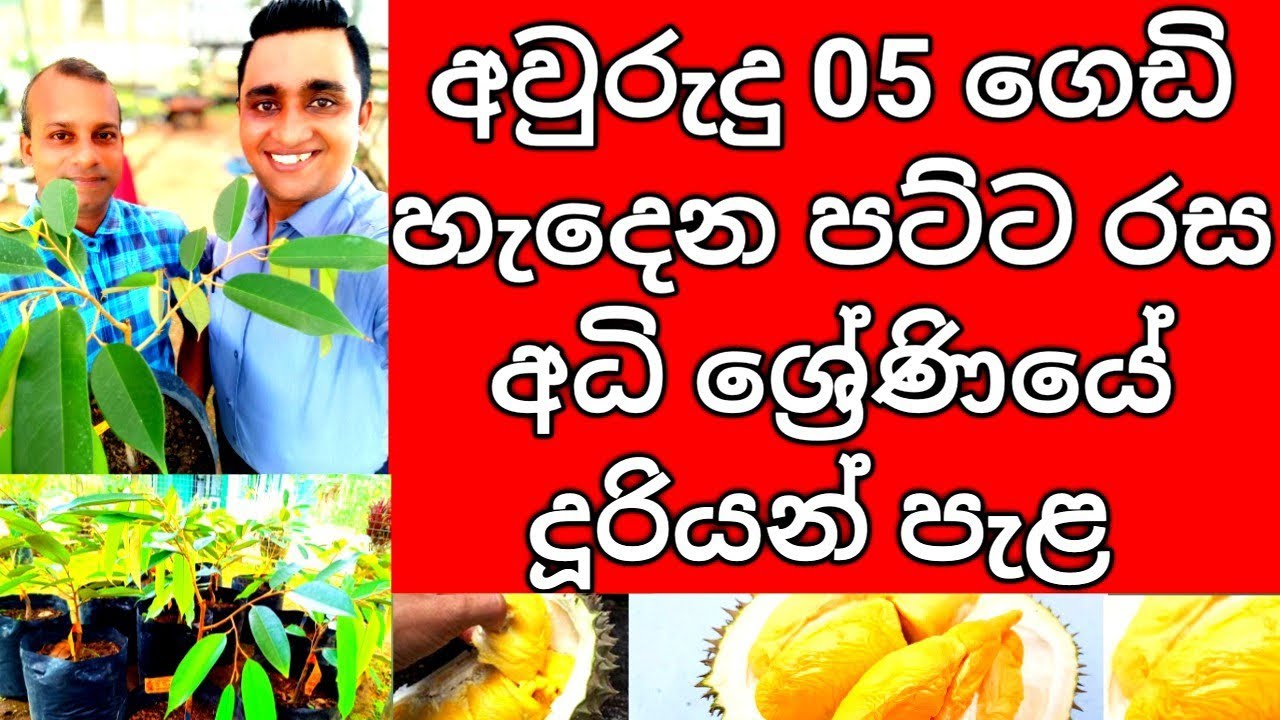 අවුරුදු 05 ගෙඩි හැදෙන අධිශ්‍රේණියේ දූරියන් පැළ පොඩි ඉඩේ හදන්න පුළුවන් Duriyan plants in  Sri Lanka