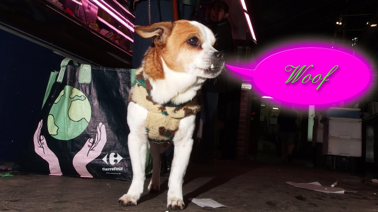 Pentax MX-1 Hands On: To Review Cat Miaows for Street Photography