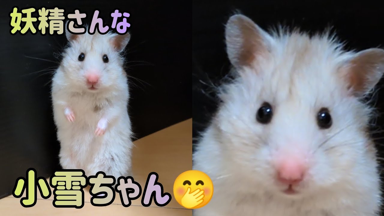 【ススキ＆なぎさファミリー】妖精さんみたいな小雪ちゃん