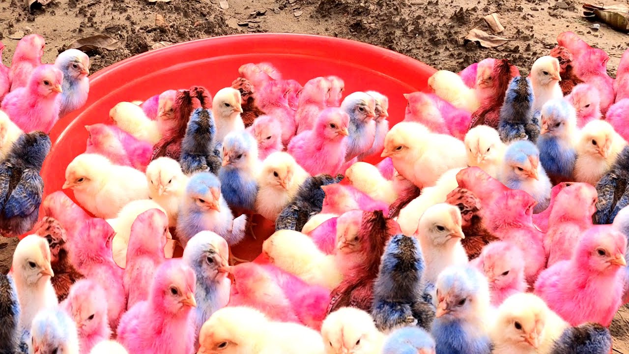 Top Video Catch Animal, Cute Duck, Colorful Chickens, Rainbow Chickens, Animal Care 💛💚💙.