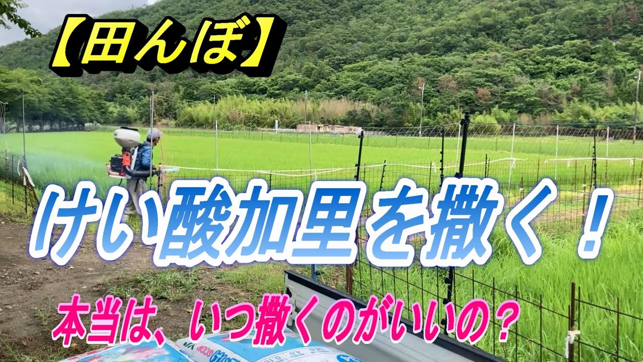 【田んぼ】肥料・けい酸加里を撒きます。本当は、いつ撒くのかいいのかわからない。