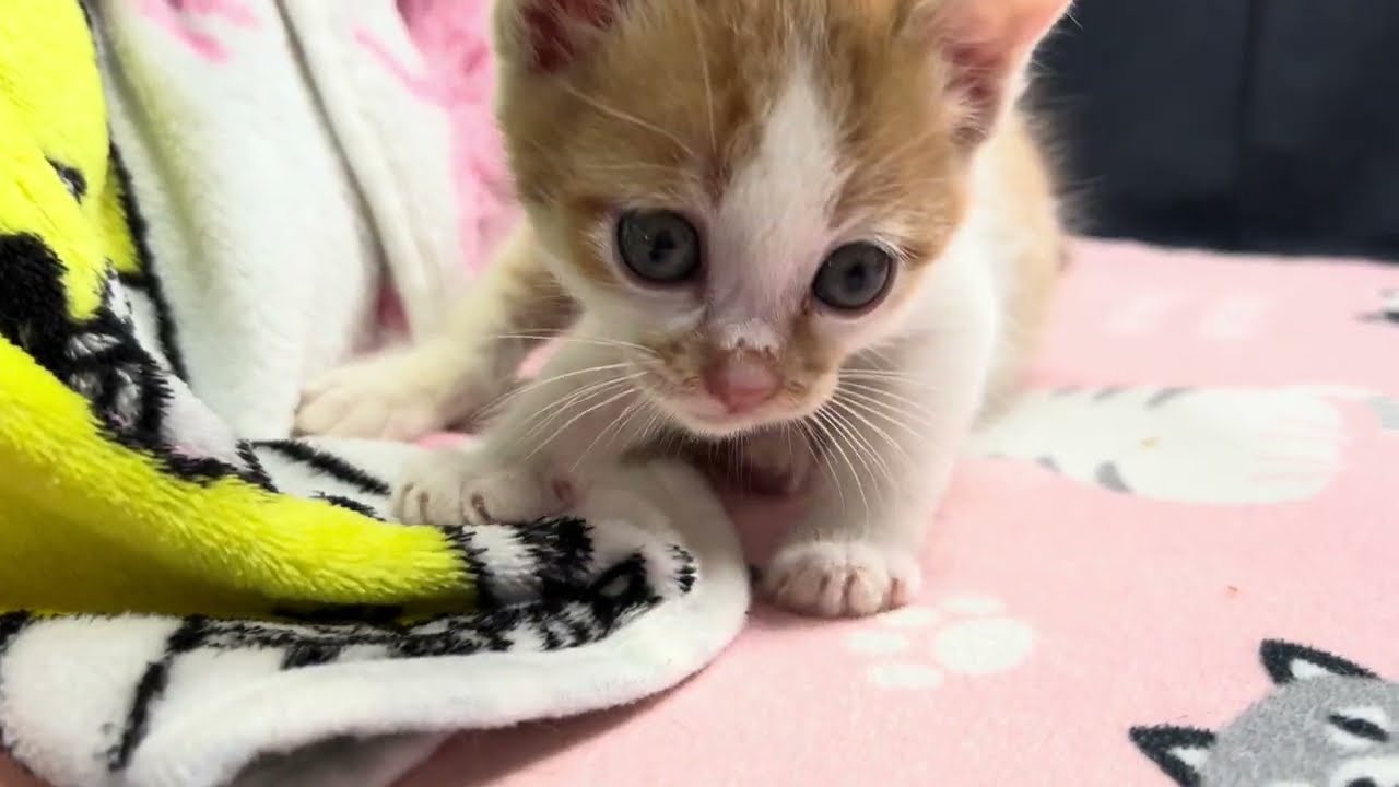 【保護猫】今日の信くんの様子をお届けします！🐱【子猫】