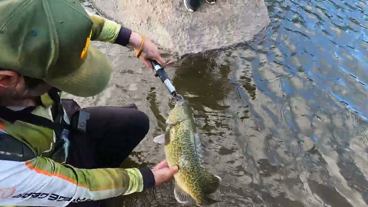 Murray cod fishing, Shoutout to The Fishing Shed Bathurst 