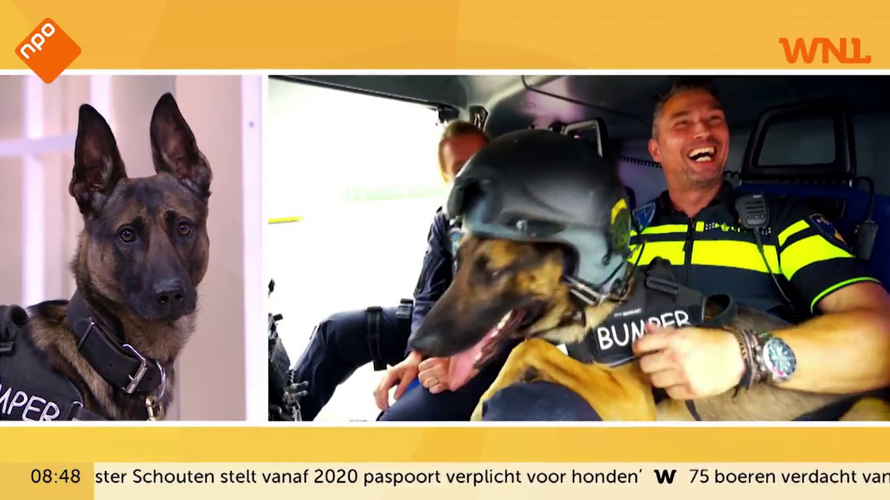 Lief! Politiehond Bumper bekijkt zijn eigen video en gaat los
