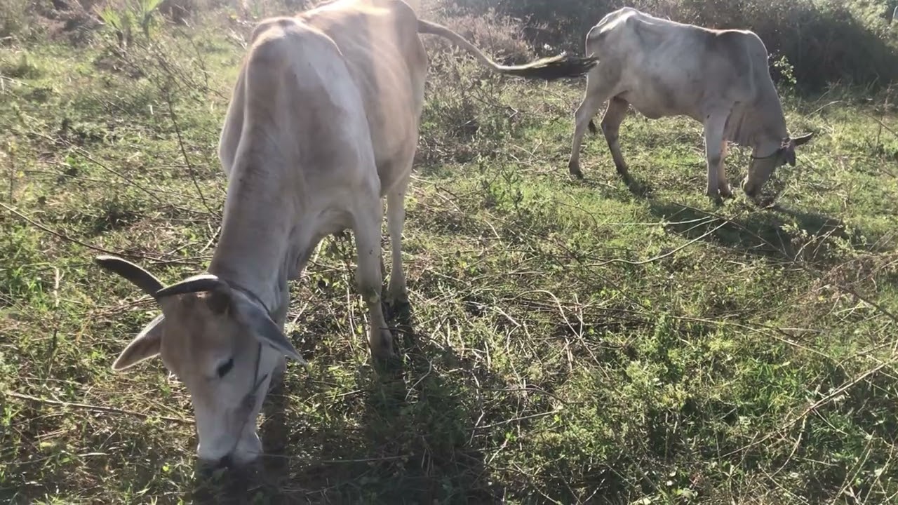 Only old grass for cows in the summer. #cowskhmer #combodia 
