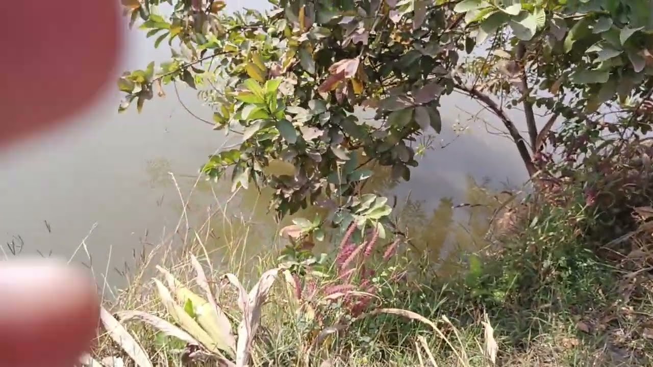 Aaj fast bar आप लोगों को दिखा रही हु🤔🙂🫒🏞️🌳🌴🌾